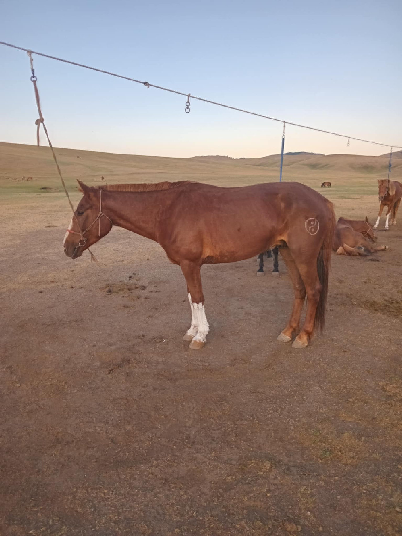 Хуур халзан