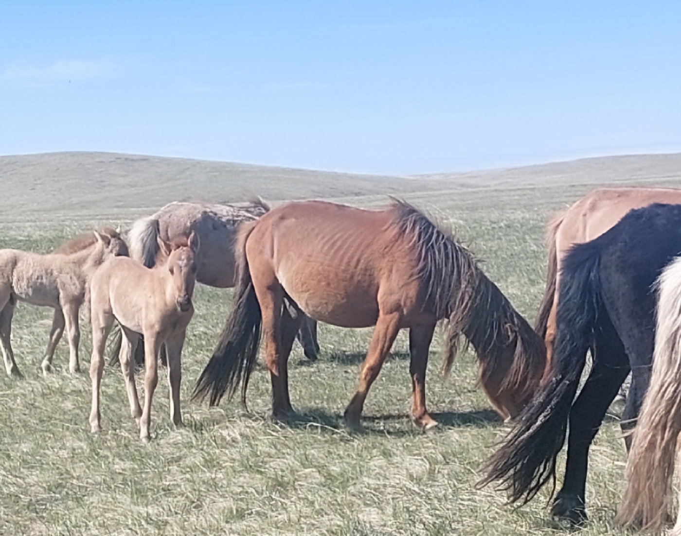зурвас халзан