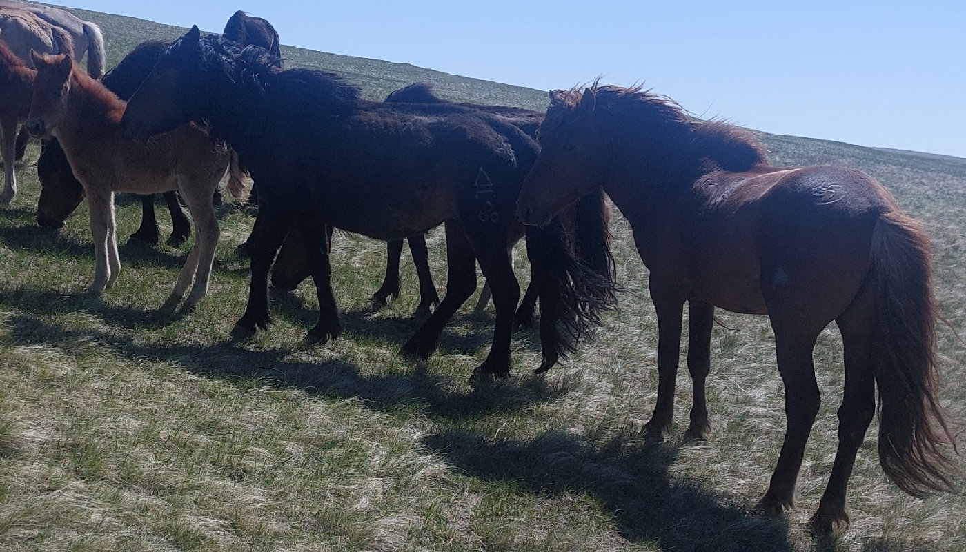 олон тамгат