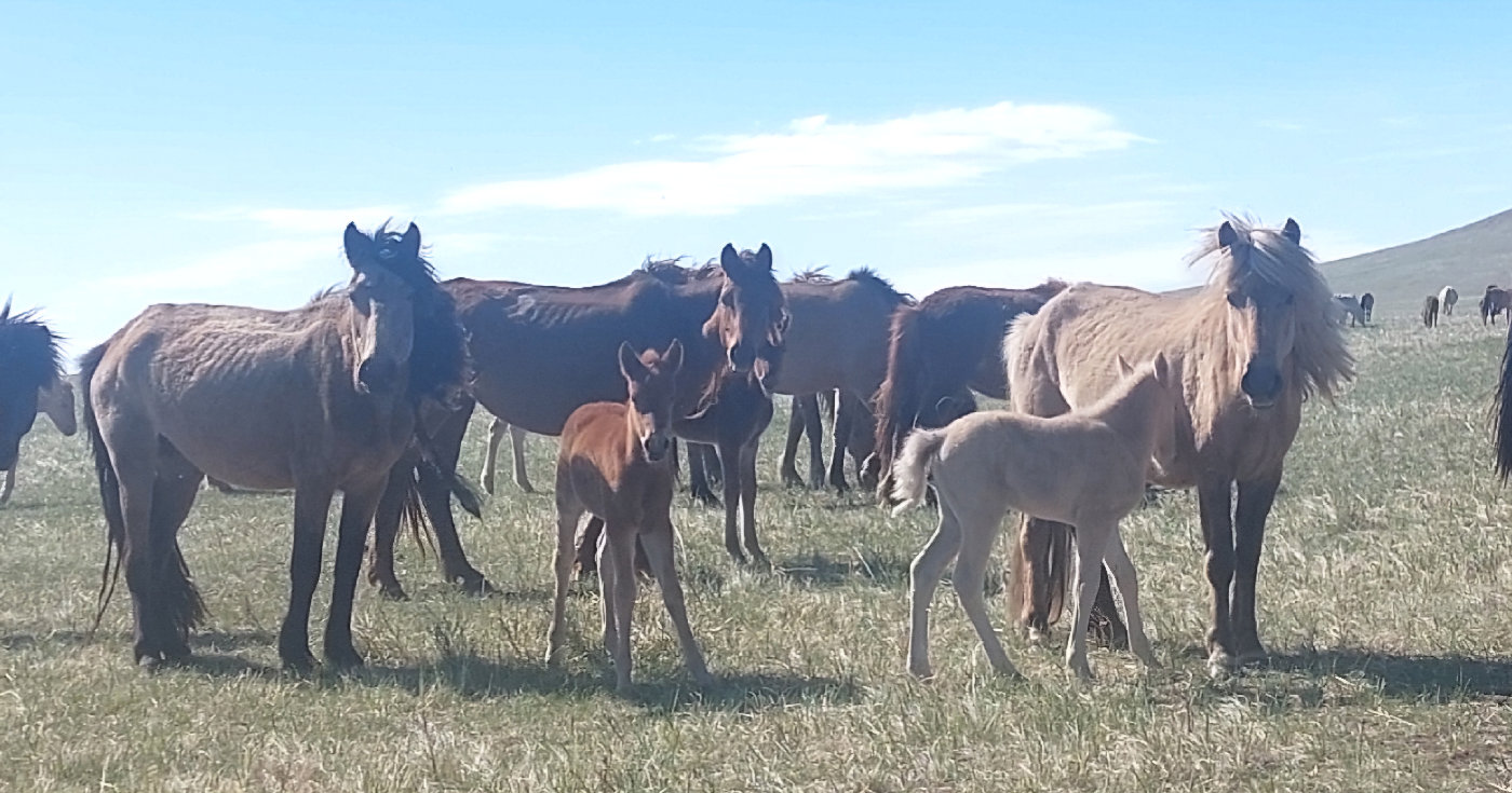 жижиг шарга